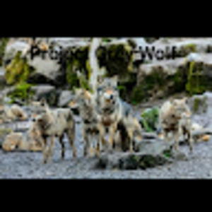 Meet your Posher, Project